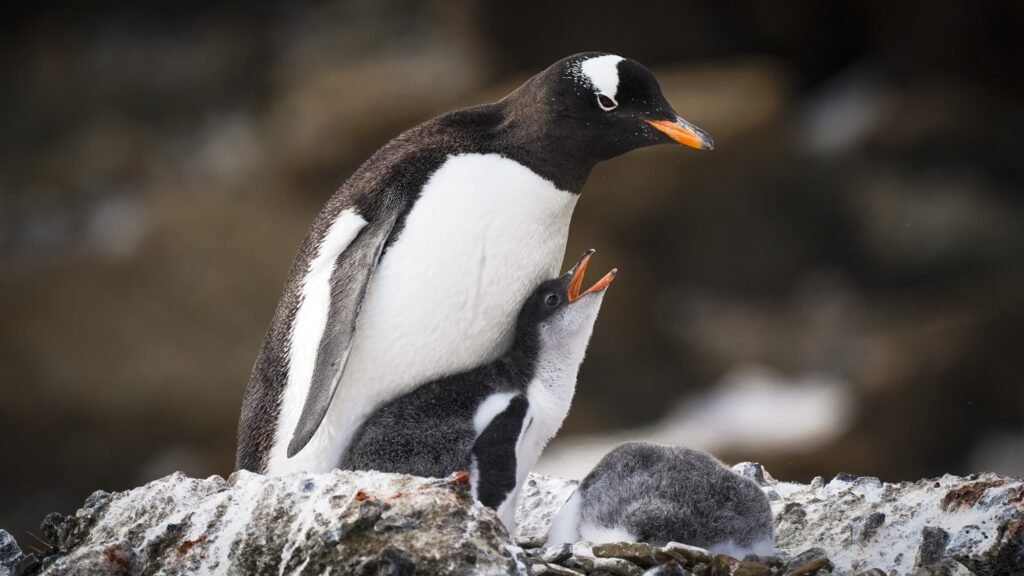 A Gentoo penguin chick asking for food in Brown Bluff, Antarctica