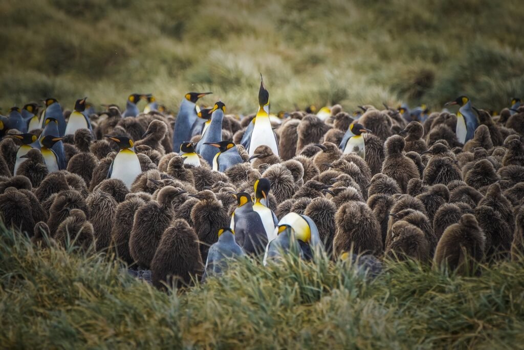 A group of King penguins and their chicks at Fortuna Bay, South Georgia.