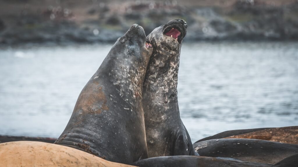 Two playful adolesant male Elephant seals practicing their jousting on South Georgia.