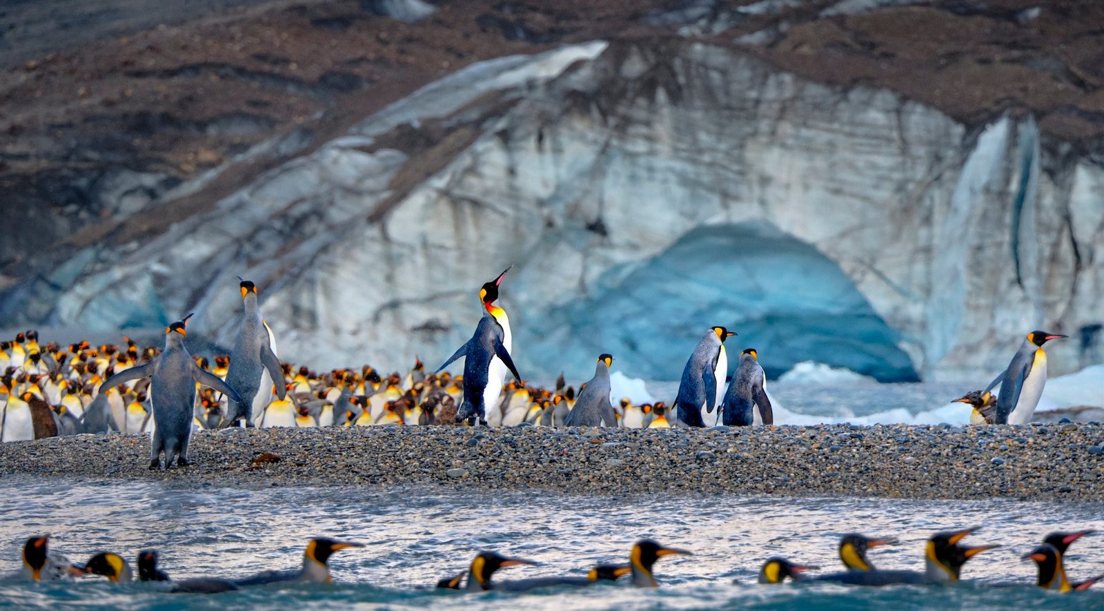 Website_Screen-King Penguins at St. Andrews, South Georgia, Peter Eastway