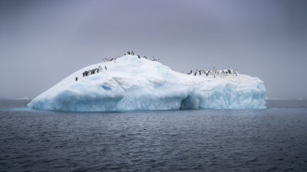 Adelie penguins on a large iceberg in Antarctica.