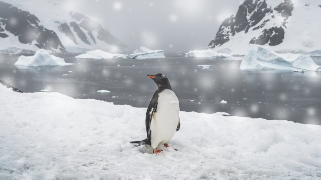 A gentoo penguin posing on a snowy November day on Danco Island.
