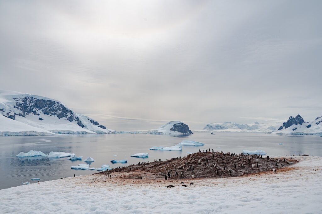 Gentoo penguin colony on Danco Island, Antarctic Peninsula