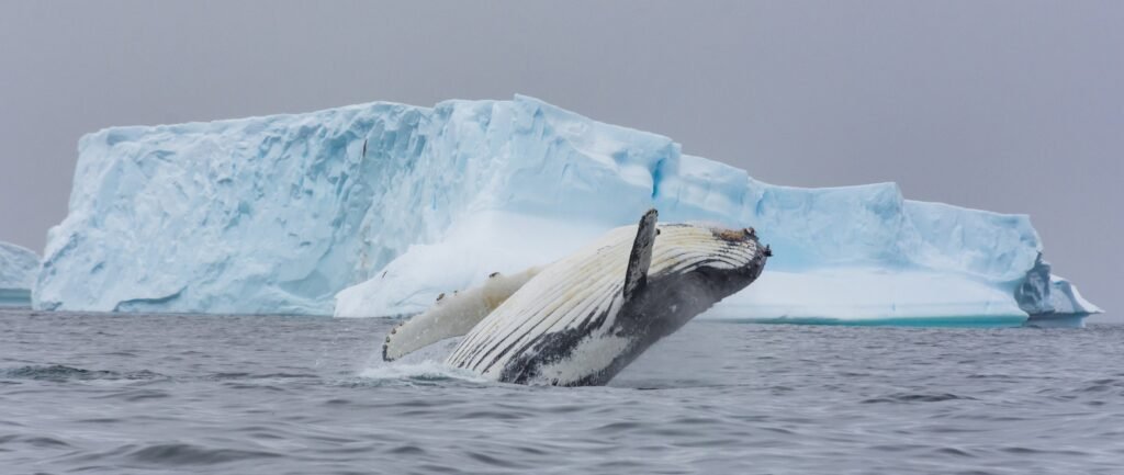 Humpback whale breaching in Charlotte Bay, Antarctic Peninsula