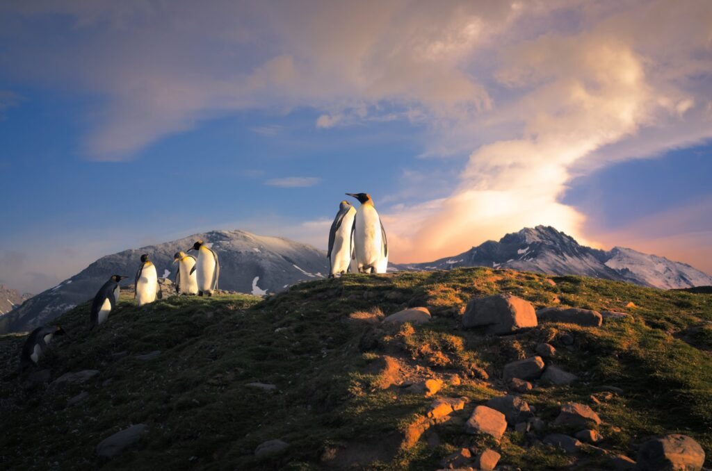 King penguins during sunset in Saint Andrews Bay, South Georgia.