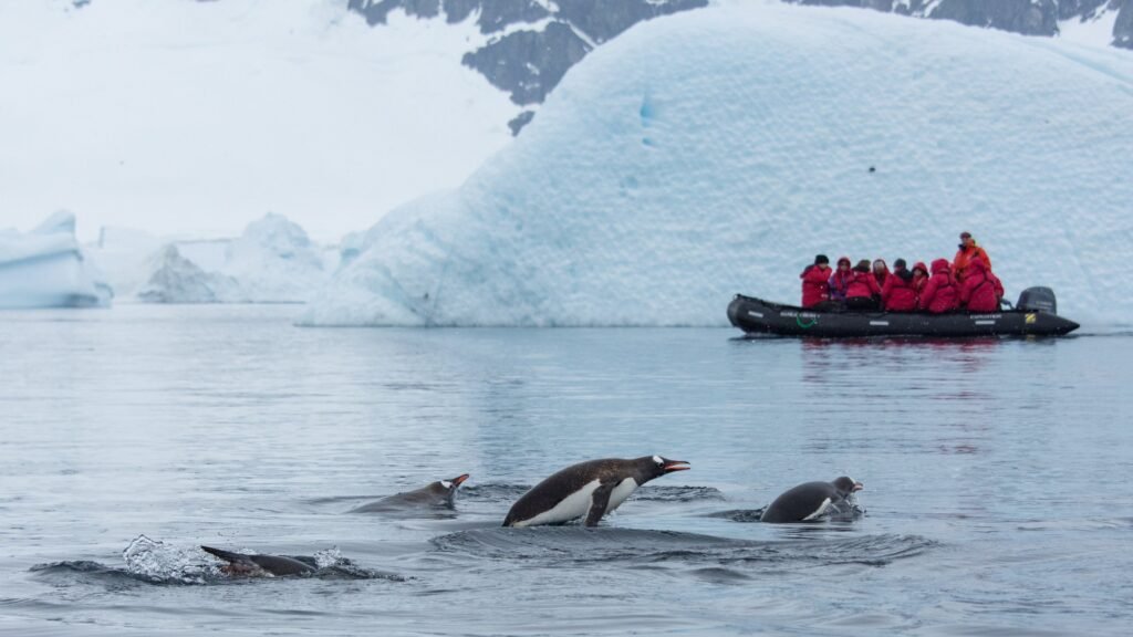 Penguins porpoising near Danco Island, Antarctic Peninsula