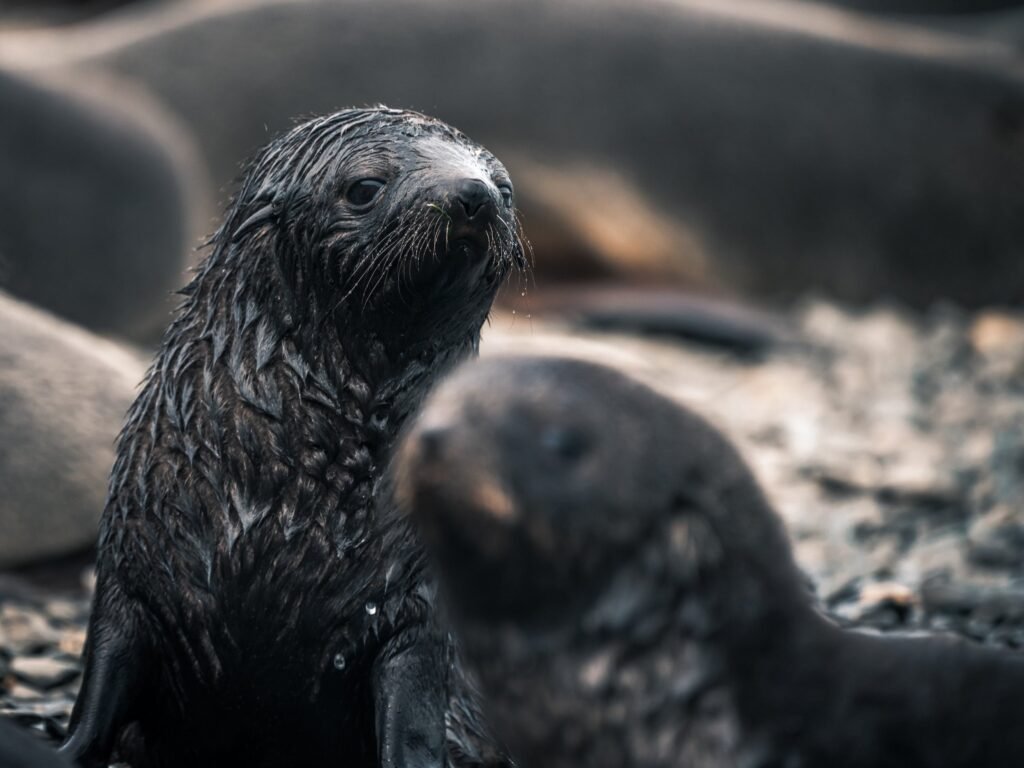 A Fur seal baby pup in South Georgia