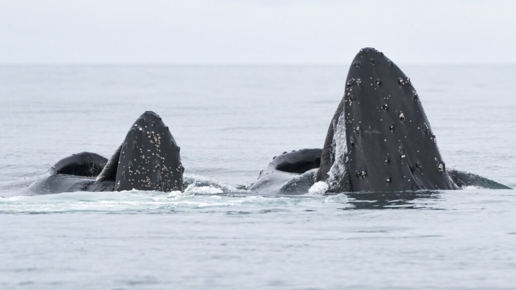 A Mother Humpback whale and her calf feeding on krill in Antarctica