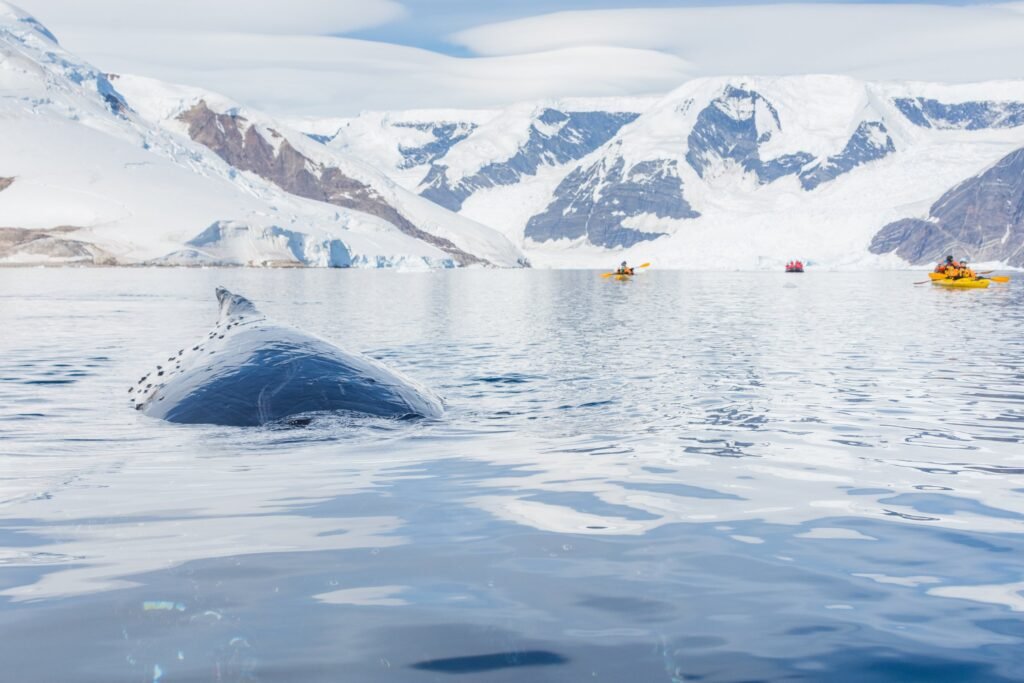 Whale watching by kayak in Neko Harbor, Antarctic Peninsula