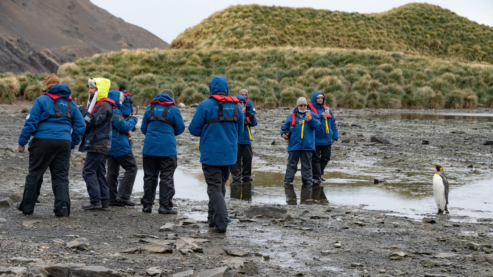 Travelers observe a King Penguin at Jason Harbour, South Georgia