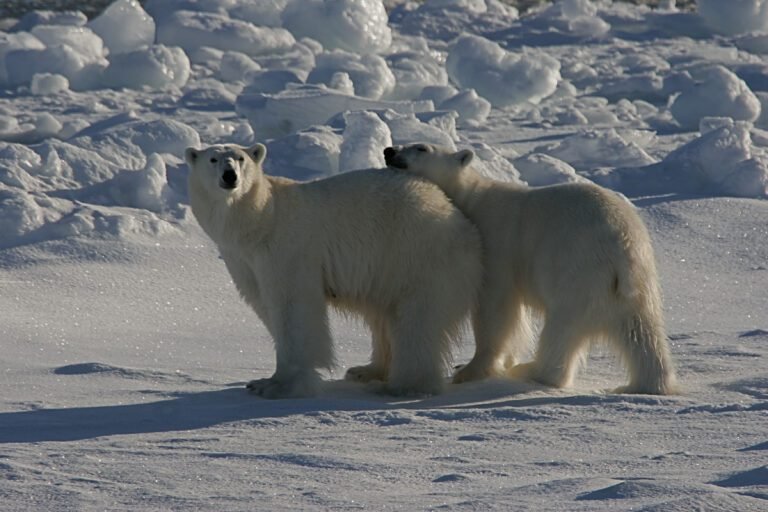 Expedition landscape, Svalbard, sailing from Longyearbyen