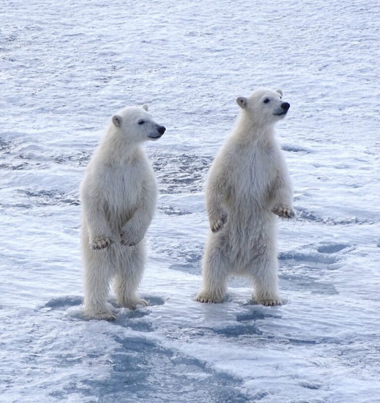 Expedition landscape, Svalbard, sailing from Longyearbyen