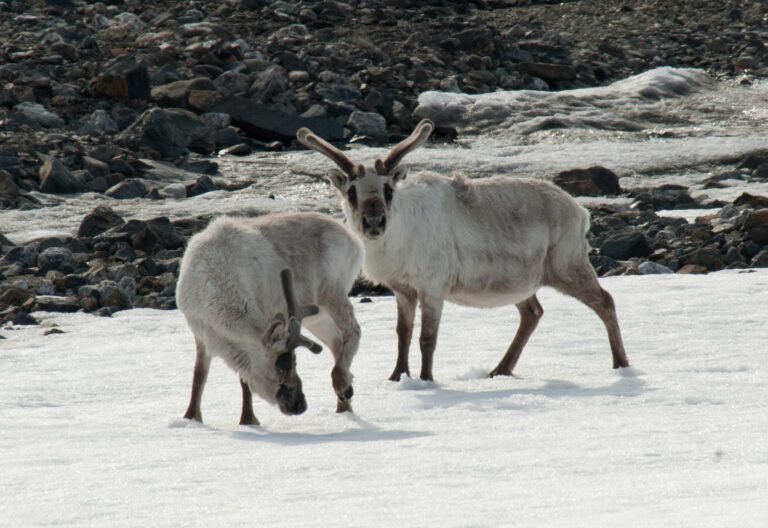 Expedition landscape, Spitsbergen, sailing from Longyearbyen