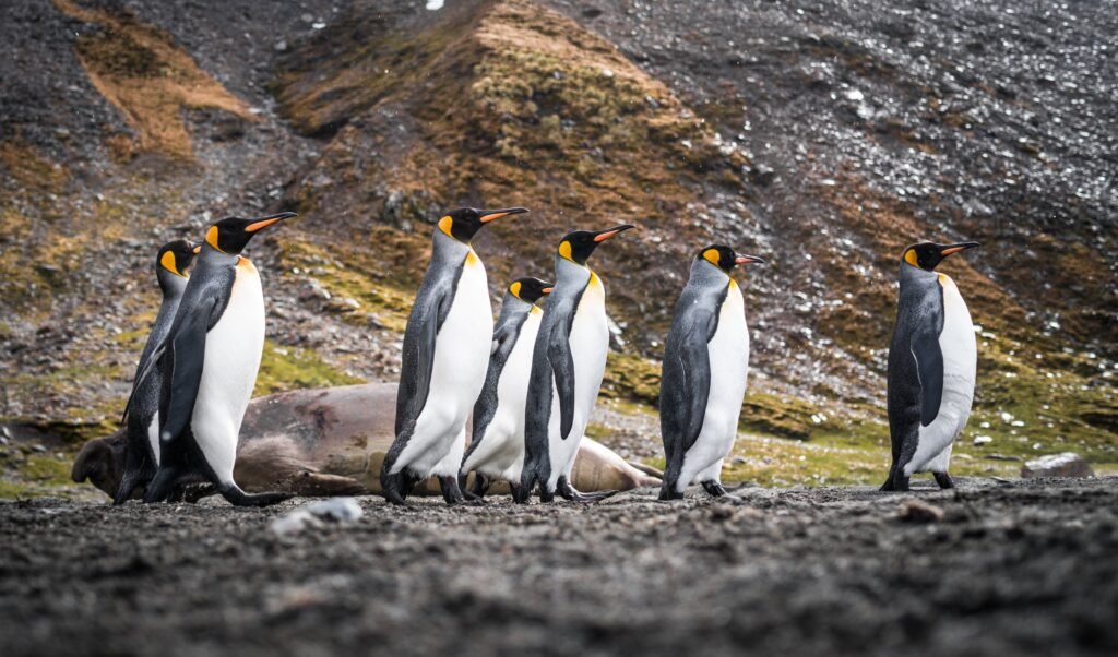 King penguins in South Georgia