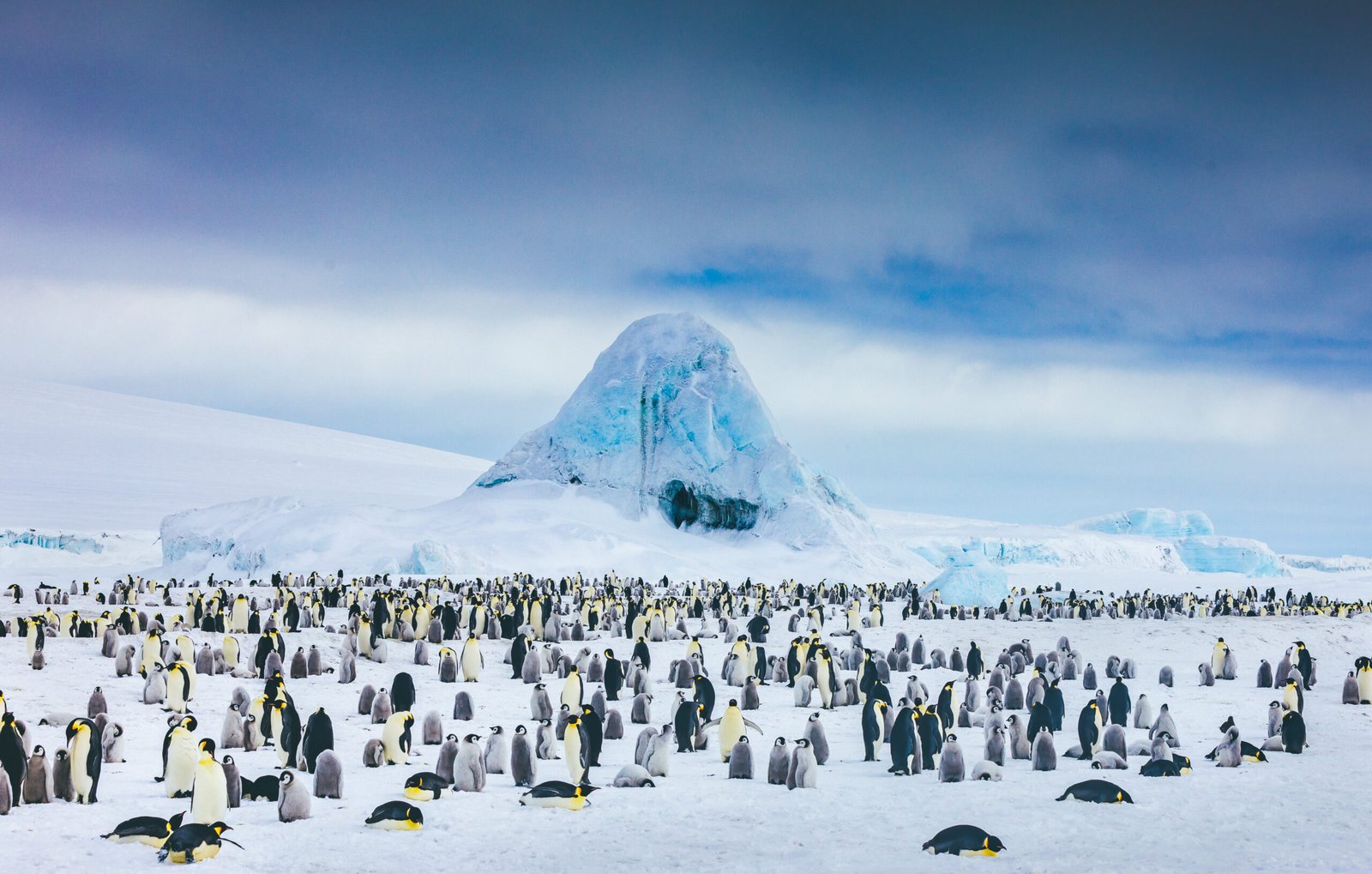 Emperor penguins snow hill (178)_David-Merron