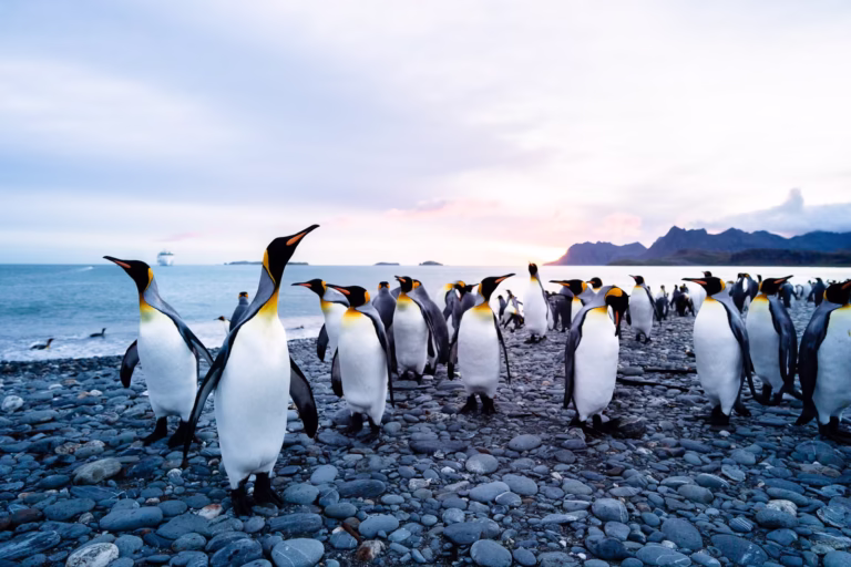 Expedition landscape, Antarctic Peninsula, sailing from Ushuaia