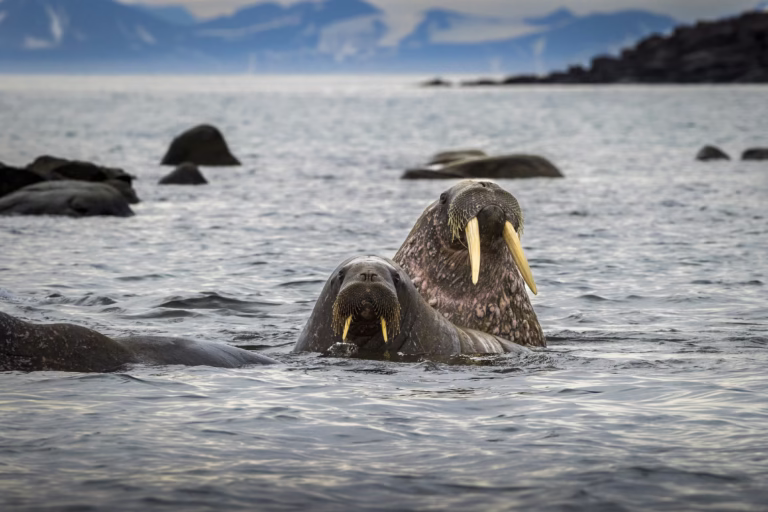 Expedition landscape, Svalbard, sailing from Oslo
