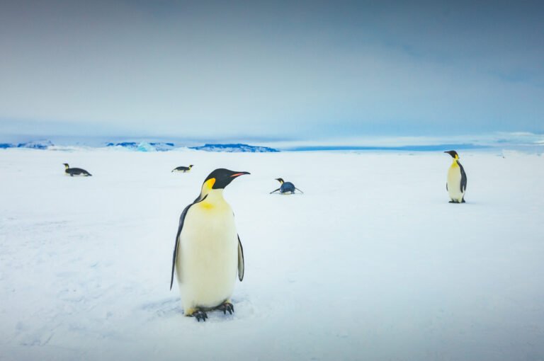 Expedition landscape, Snow Hill Island, sailing from Buenos Aires, Argentina