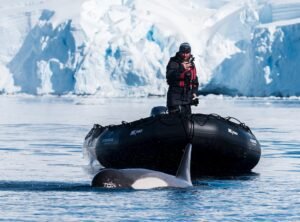 Neill driving a Zodiac and spotting an orca