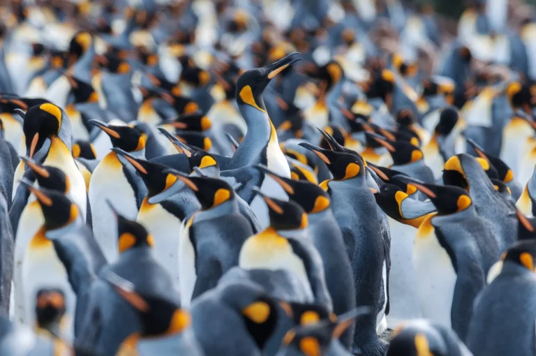 Expedition landscape, Antarctic Peninsula, sailing from Montevideo (Uruguay)