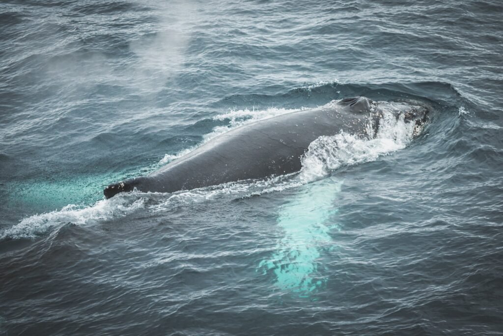 A Humpback whale in the Drake passage on our way to Antarctica.