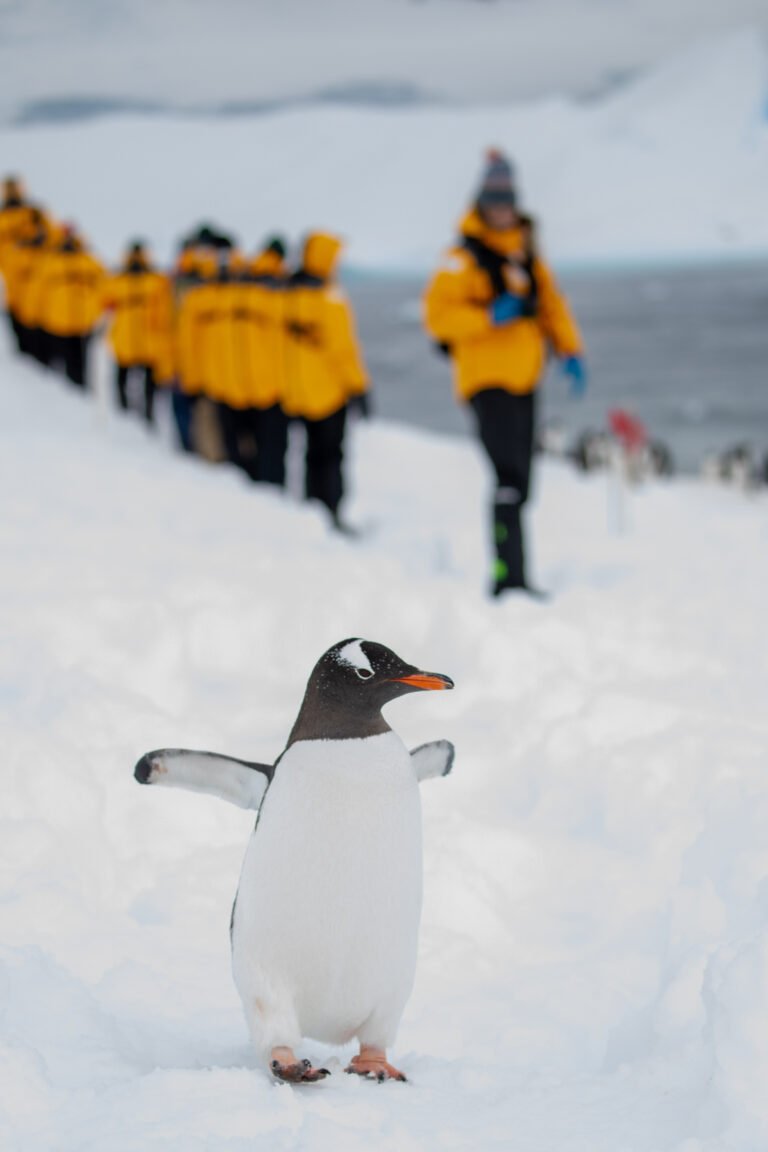 Expedition landscape, Antarctic Peninsula, sailing from Buenos Aires