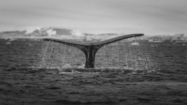 Expedition landscape, Antarctic Peninsula, sailing from Ushuaia