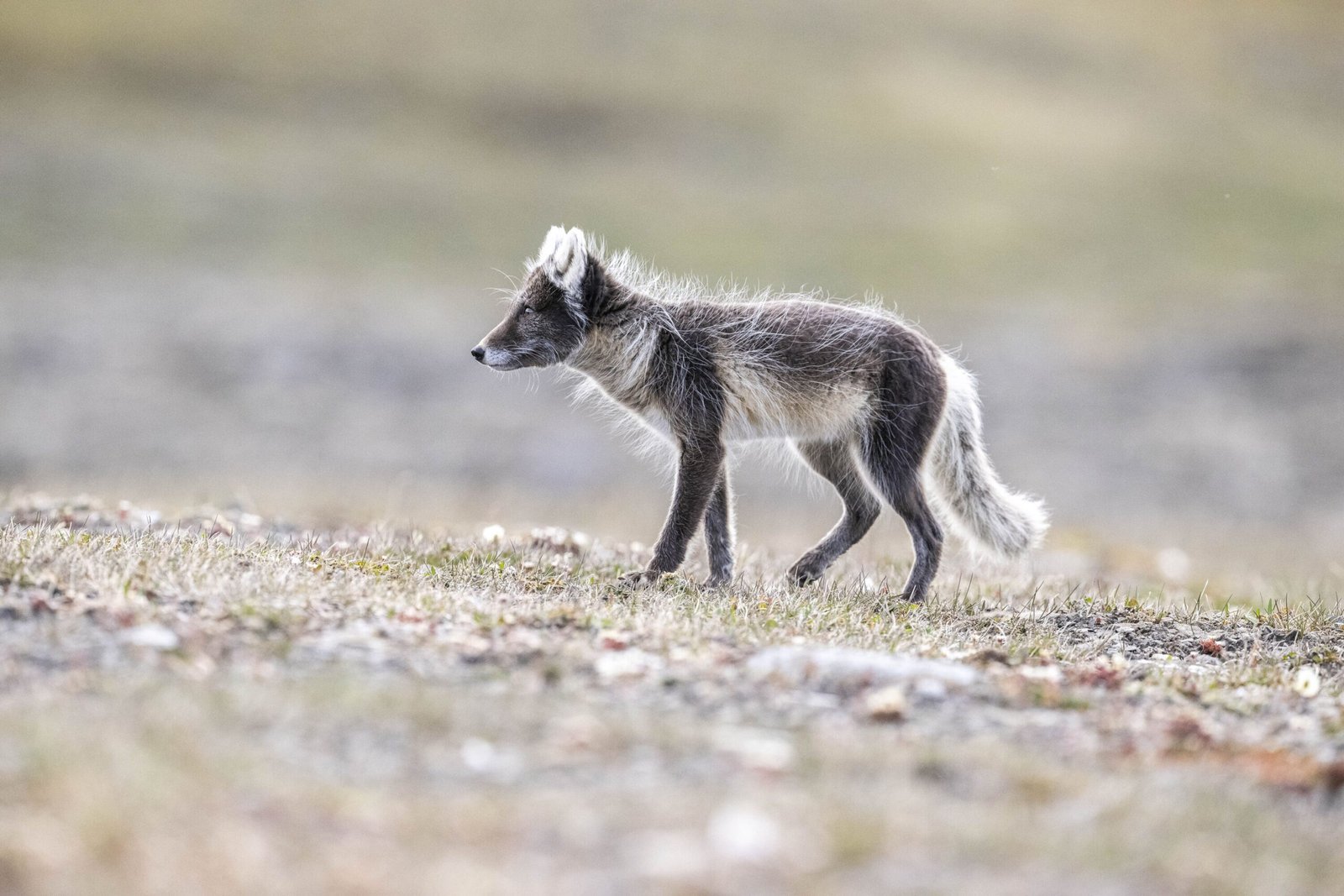 Cruzeiro Explorando Svalbard