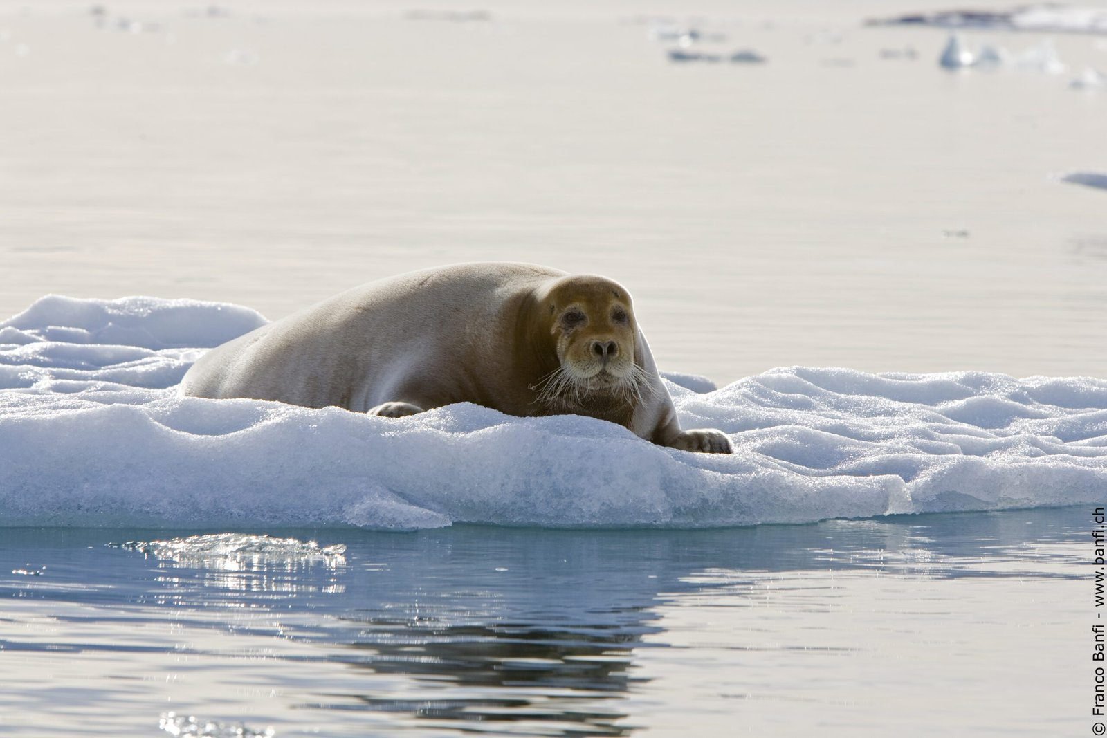 Expedition landscape, Spitsbergen, sailing from Longyearbyen