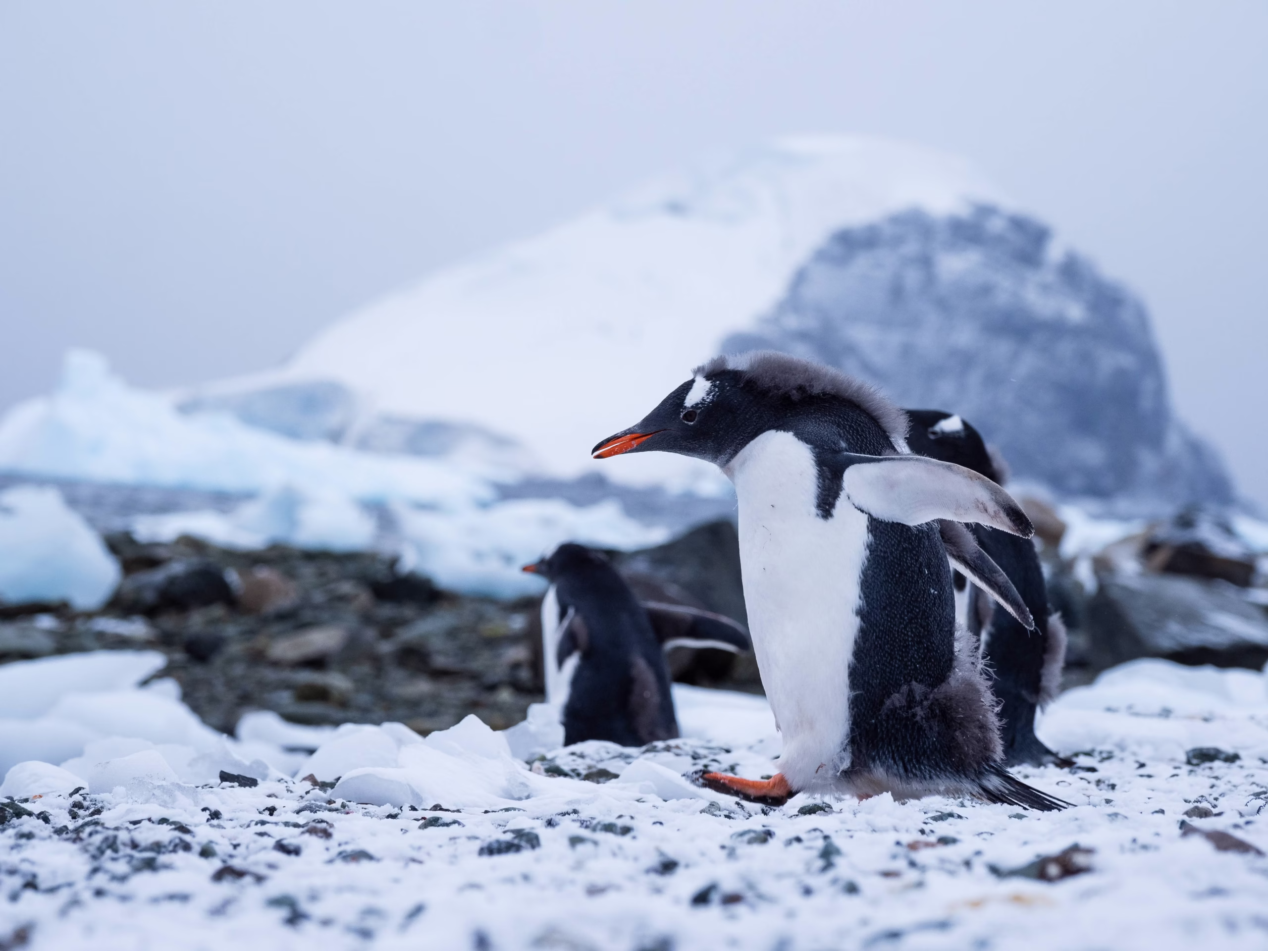 Expedition landscape, Antarctic Peninsula, sailing from Ushuaia