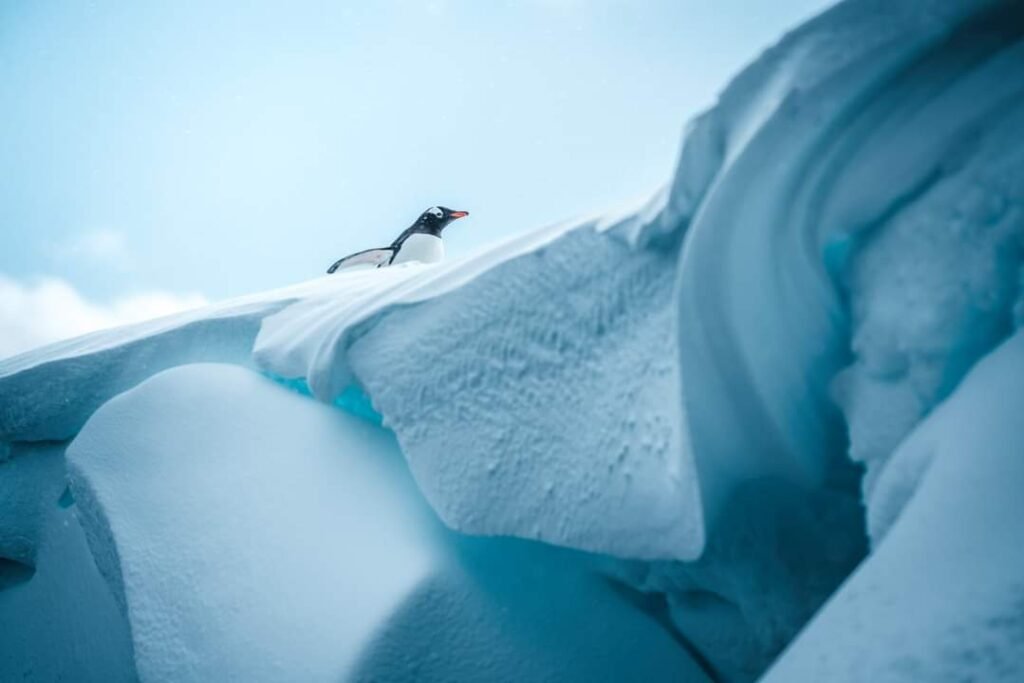 A lone gentoo penguin standing on the crest of a blue iceberg under a pale Antarctic sky