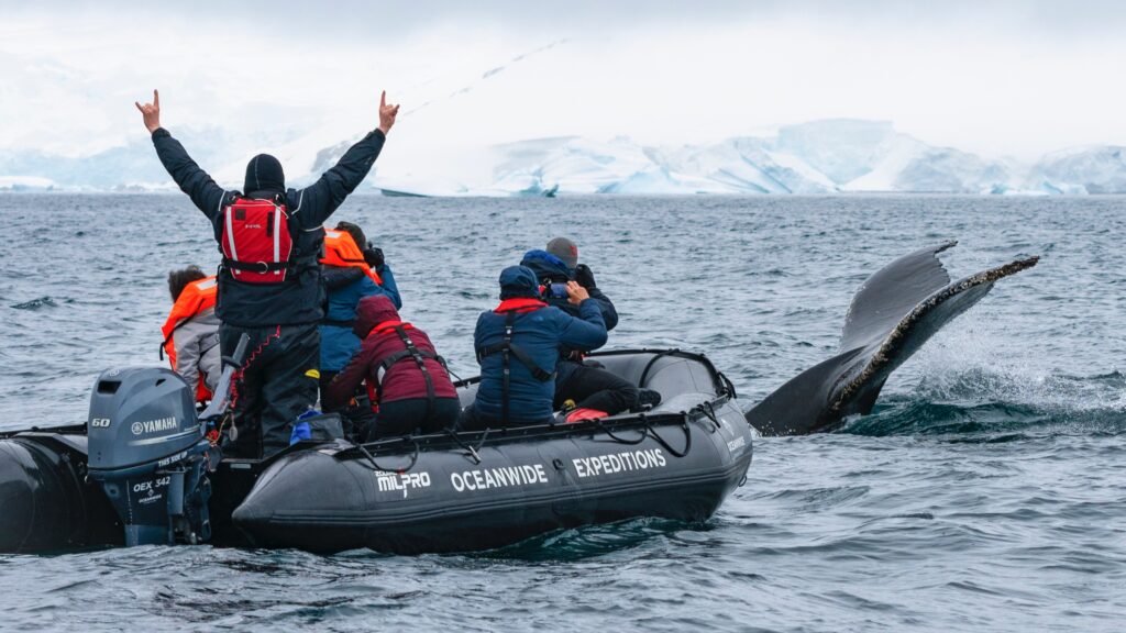 A whale lifting its tail beside a Zodiac as one passenger raises both arms